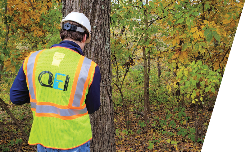 Conducting a Tree Survey