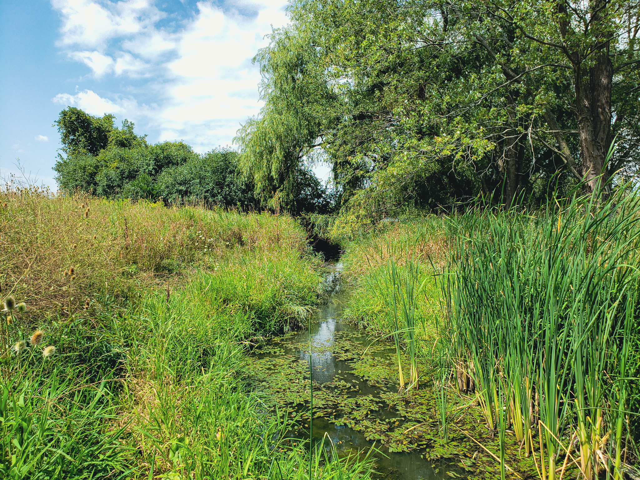 Wetland Photo