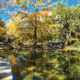 University of Chicago, Botany Pond Restoration